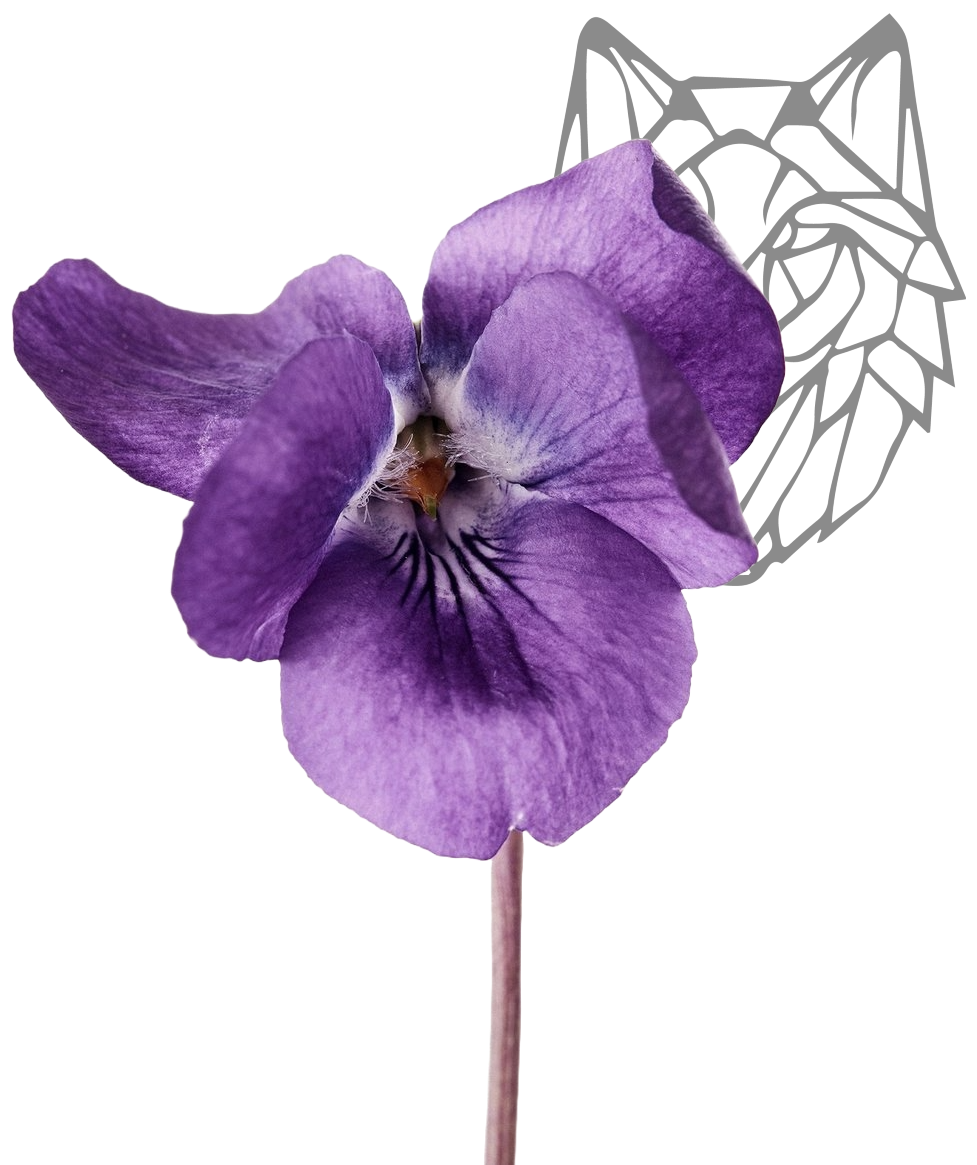 adobe express file (4)3